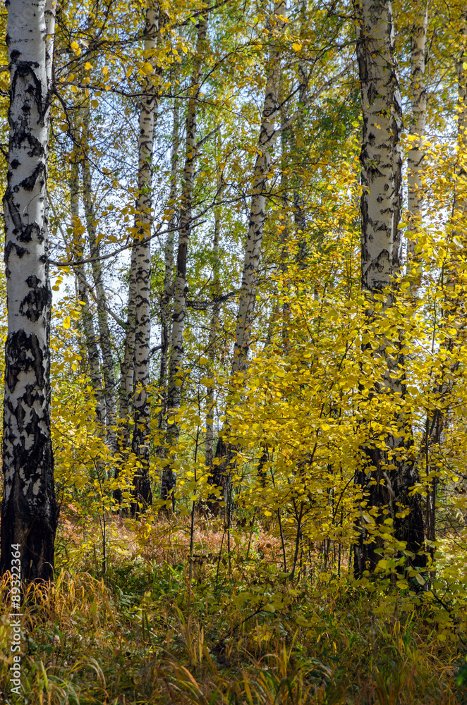 forest in fall forest in fall