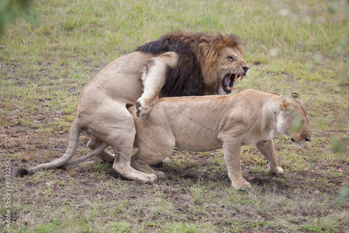Lions mating in Masai Mara Reserve, Kenya, East Africa