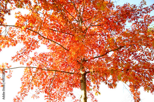 가을풍경 & 가을단풍 이미지 Stock Photo | Adobe Stock