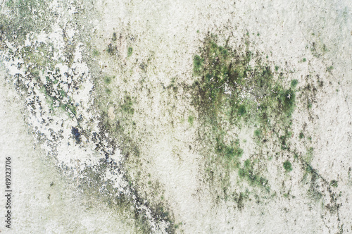 Old concrete wall covered with moss mold photo