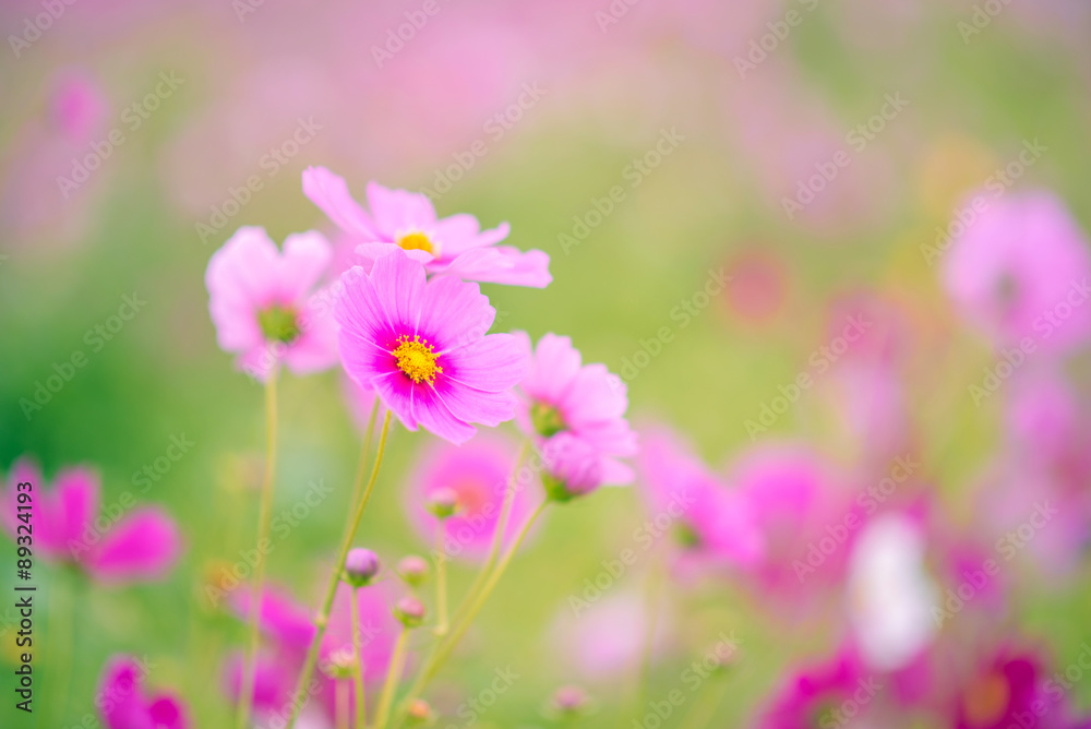 beautiful purple and pink flower in a garden
