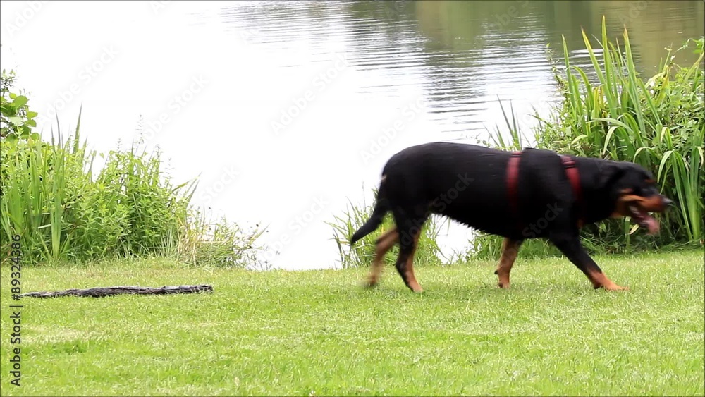 dog rottweiler playing at lake with a stick 
 