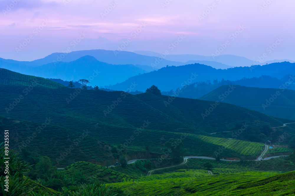 Naklejka premium Dramatic sunrise at Tea Plantation Cameron Highland, Malaysia
