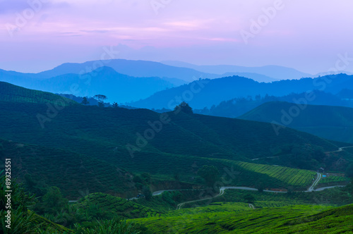 Dramatic sunrise at Tea Plantation Cameron Highland  Malaysia