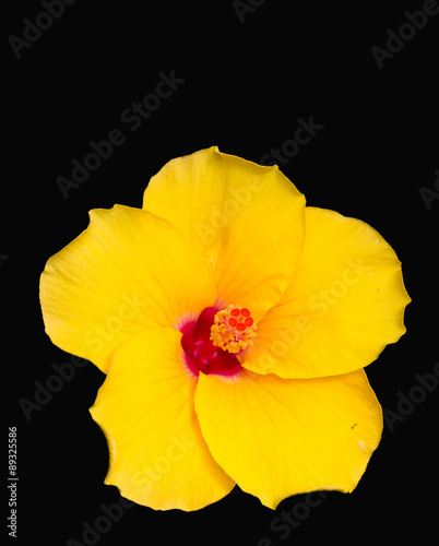 Yellow flowers, Hibiscus rosa-sinensis.