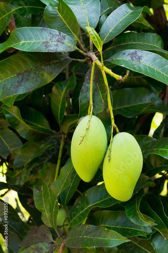 Fresh mangoes on tree