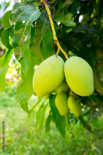 Fresh mangoes on tree