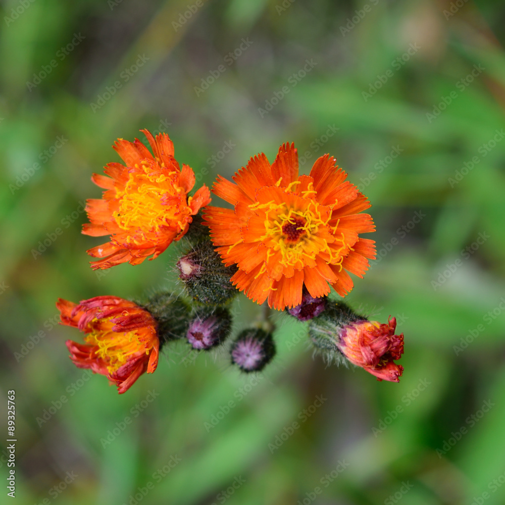 Orange Hawkweed (Hieracium aurantiacum) Flower Detail Orange Hawkweed (Hieracium aurantiacum) Flower Detail