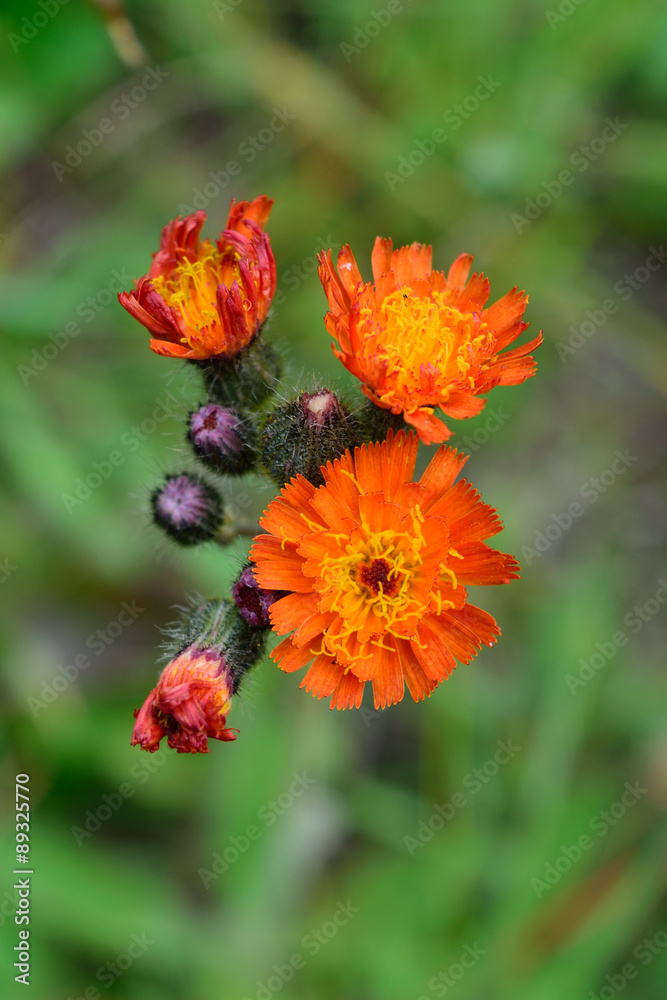 Orange Hawkweed (Hieracium aurantiacum) Flowers Orange Hawkweed (Hieracium aurantiacum) Flowers