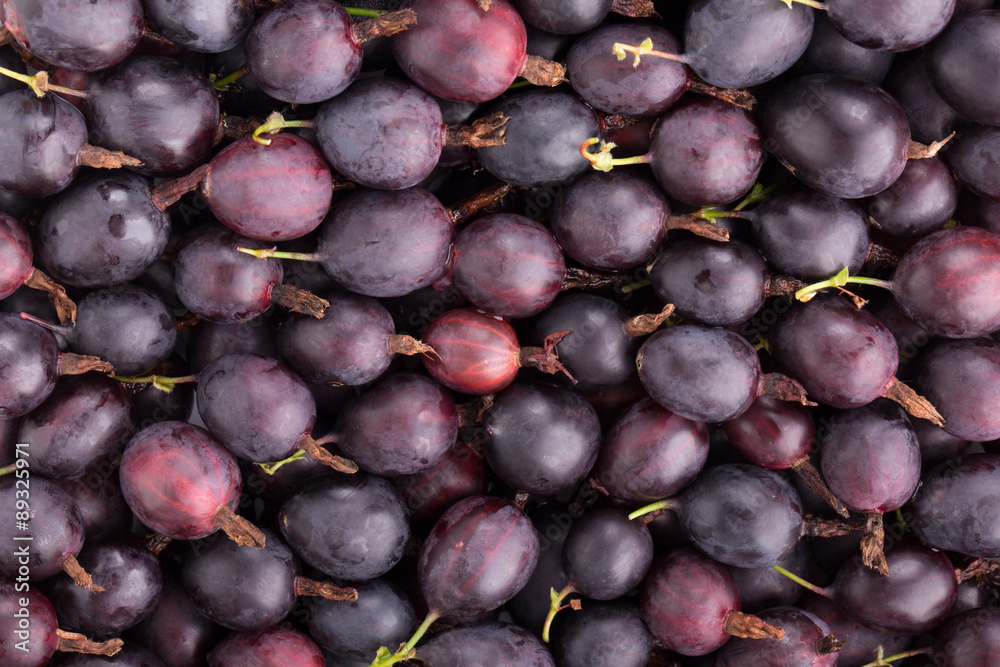 Black gooseberry Black gooseberry