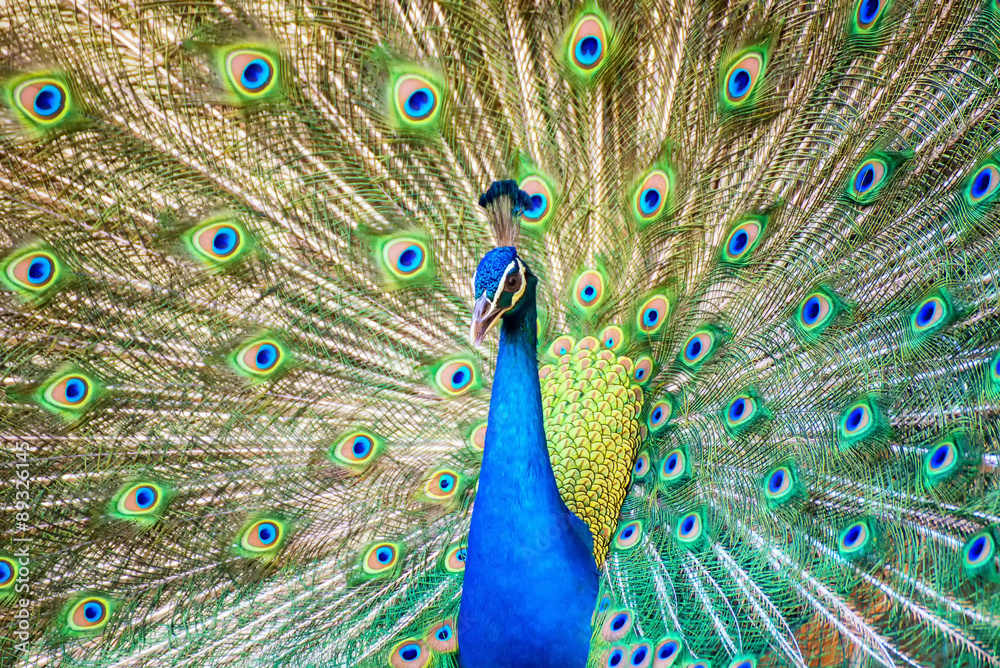 Obraz premium Portrait of beautiful peacock with it feathers out