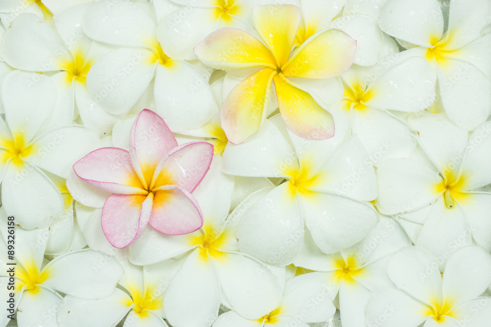 Various Plumeria flovers Various Plumeria flovers