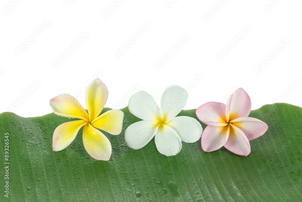 Various Plumeria flovers Various Plumeria flovers