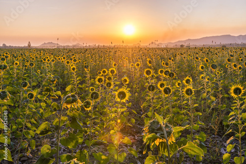 Fototapeta Naklejka Na Ścianę i Meble -  sunset in sunflower field