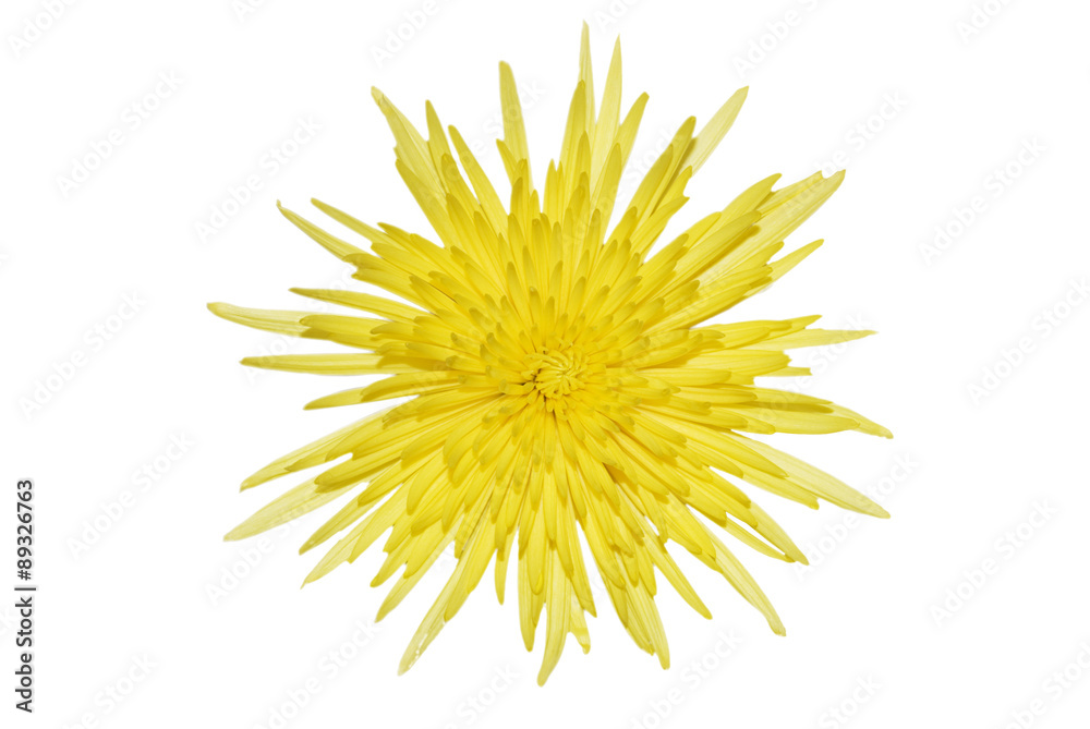 yellow flower, dandelion, yellow flower, dandelion,