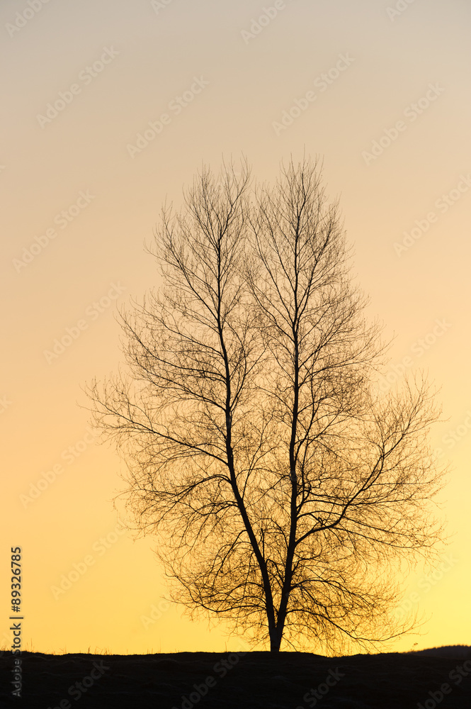 Silhouette of a single barren tree at sunset.