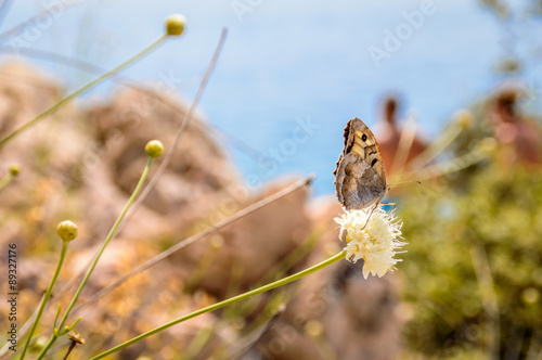 A butterfly on a flower on the rocky beachwith soft background photo