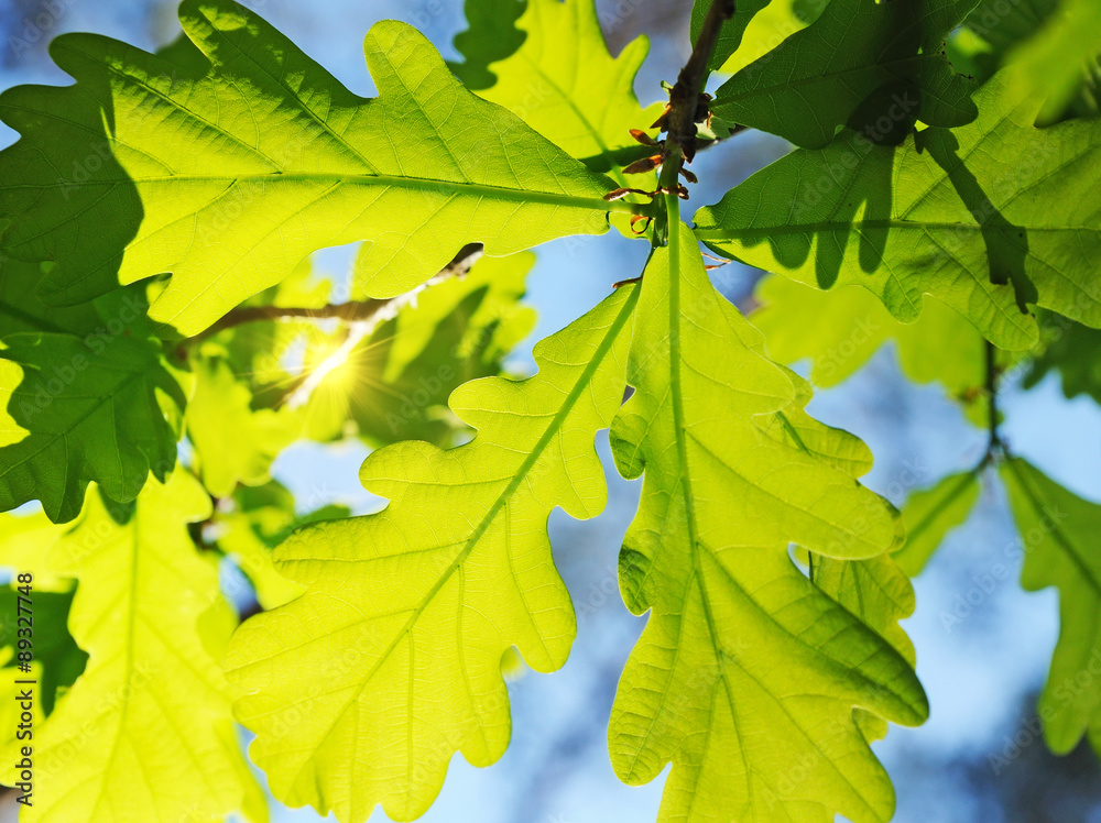 oak leaves oak leaves