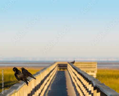 Marsh walkway at dawn with birds and open sky, copy space