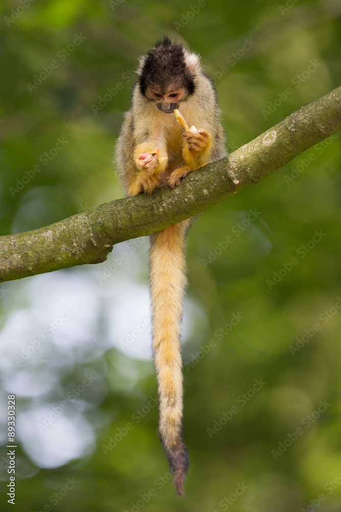Obraz premium Small common squirrel monkeys (Saimiri sciureus)