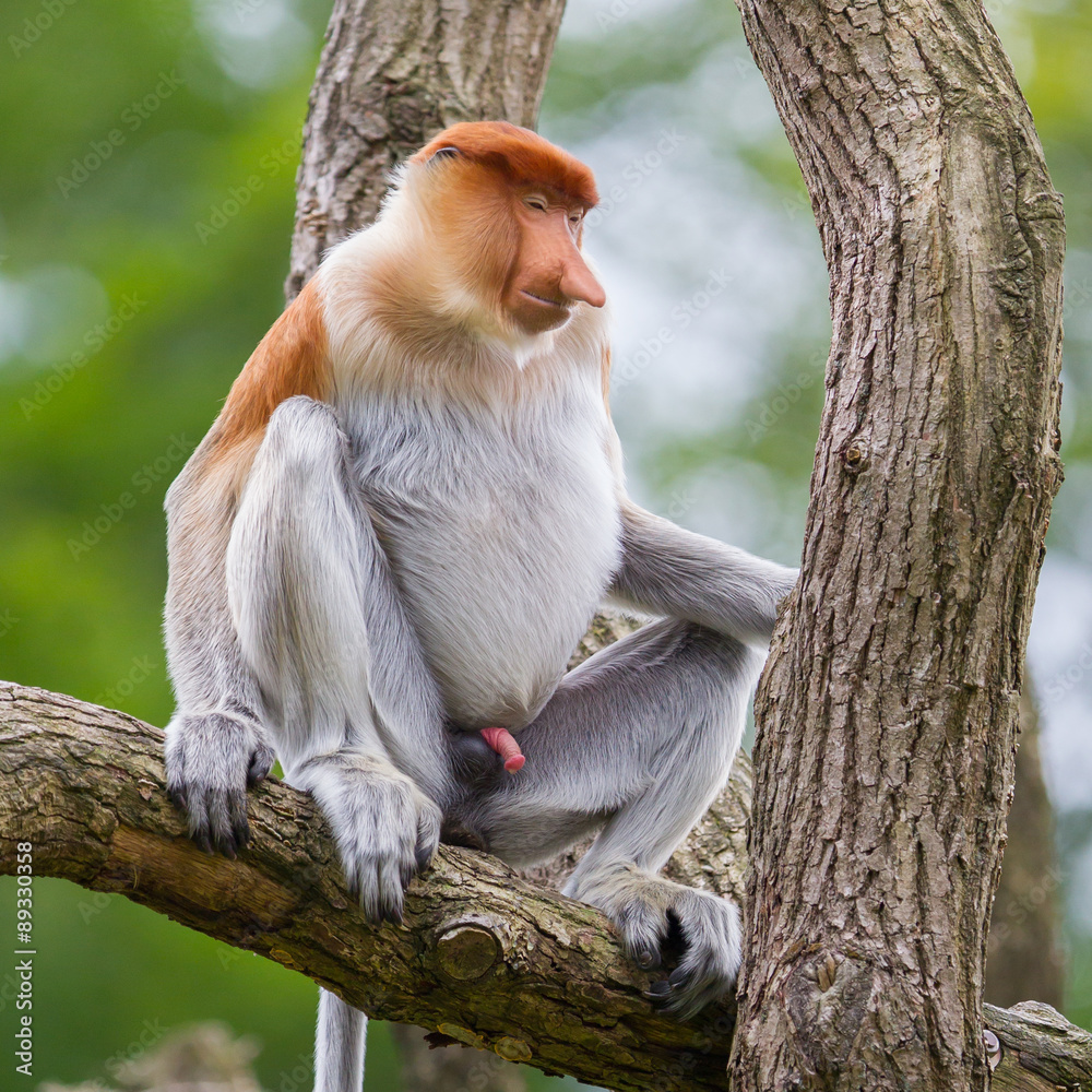 Naklejka premium Proboscis monkey in a tree
