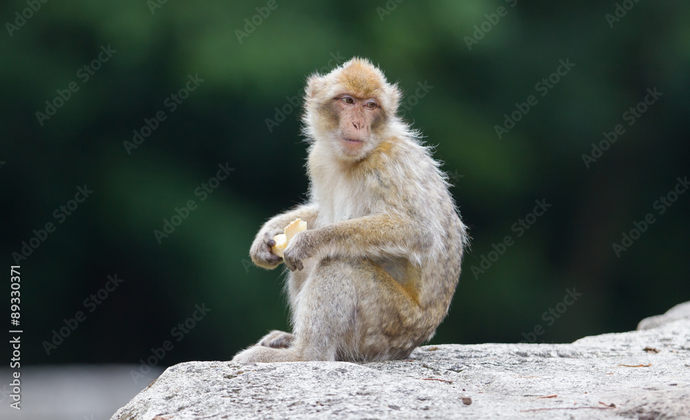Naklejka premium Barbary Macaque (Macaca sylvanus)