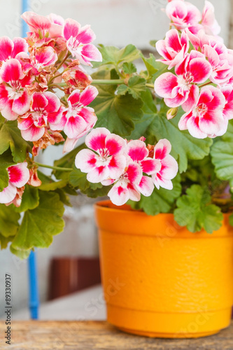Fototapeta Naklejka Na Ścianę i Meble -  geranium flowers