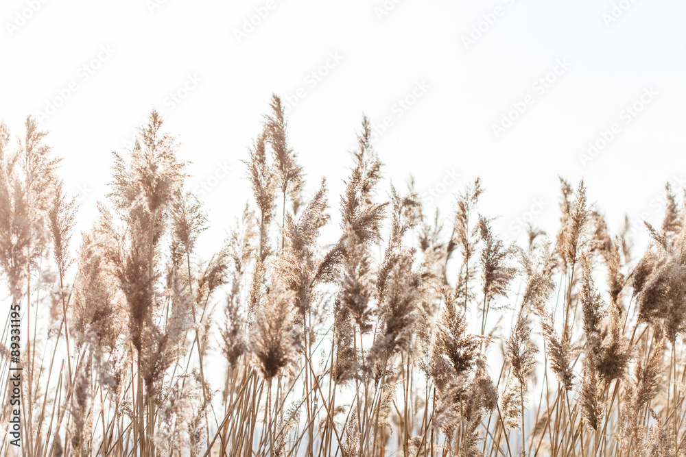Fototapeta premium Seedy reed stalks