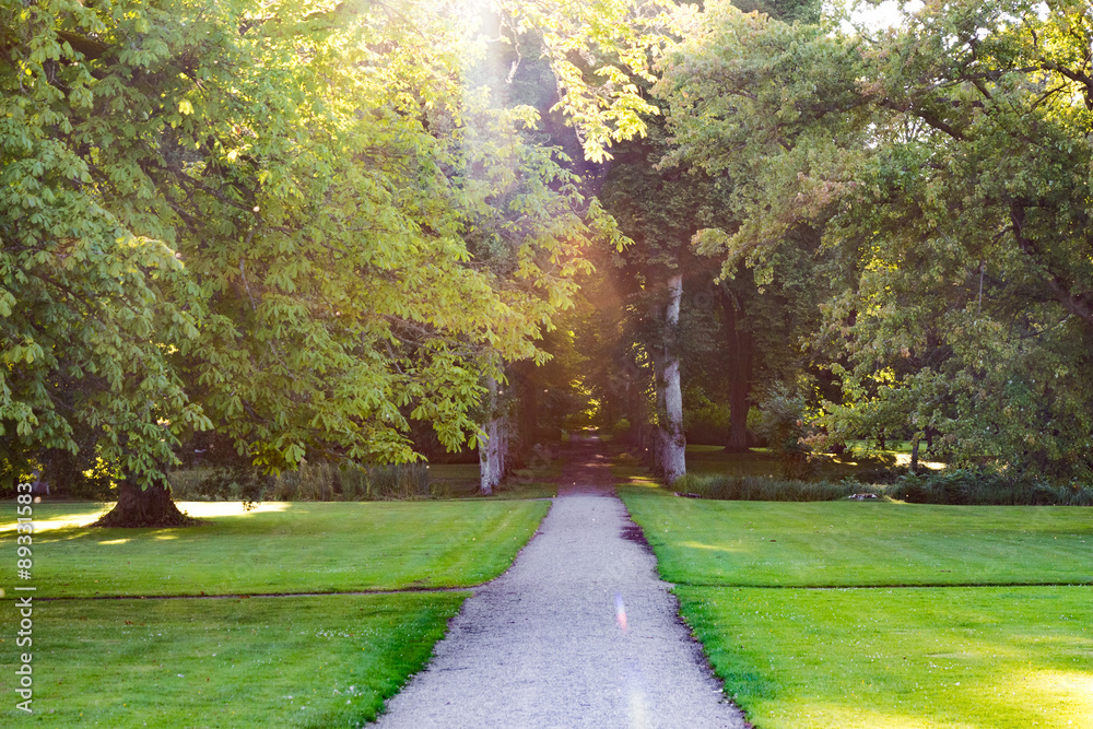 Fototapeta premium Straight pathway going into the forest with sunrays.