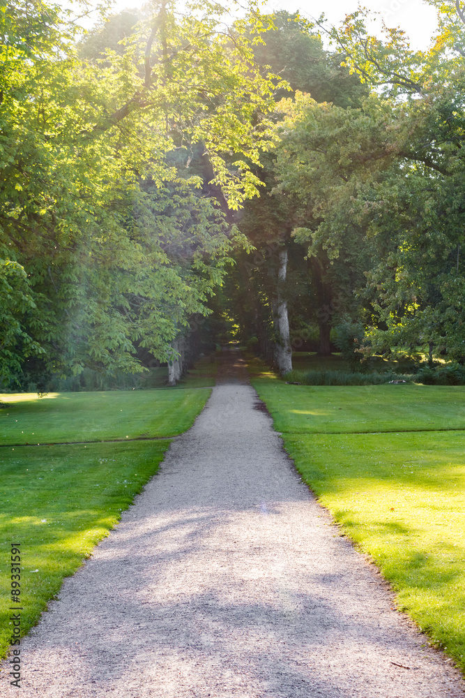 Obraz premium Straight pathway going into the forest