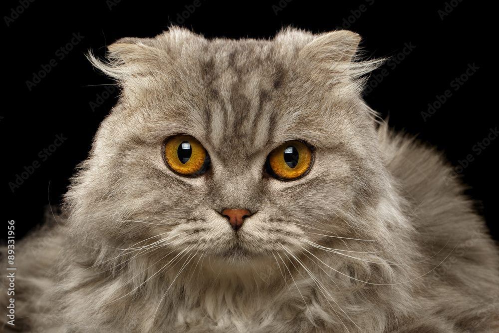 Closeup Highland Fold Cat on Black Closeup Highland Fold Cat on Black