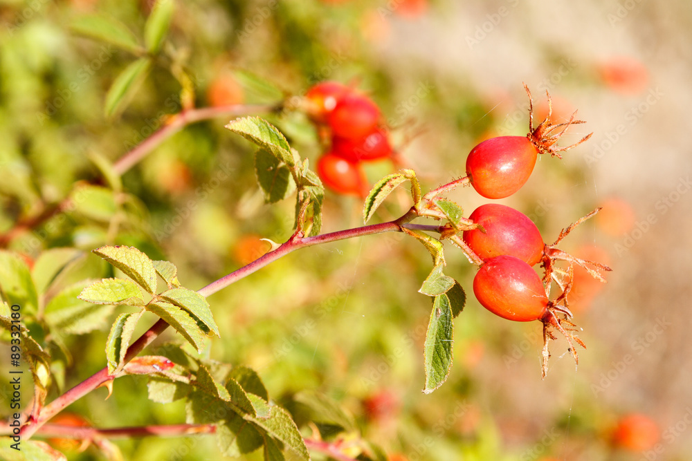 Frutos rojos de Rosal Silvestre, Escaramujo. Rosa canina.
Frutos rojos de Rosal Silvestre, Escaramujo. Rosa canina.