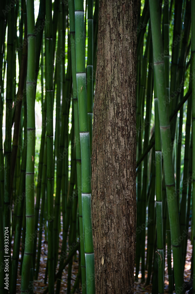 Fototapeta premium Bamboo stem and tree trunk