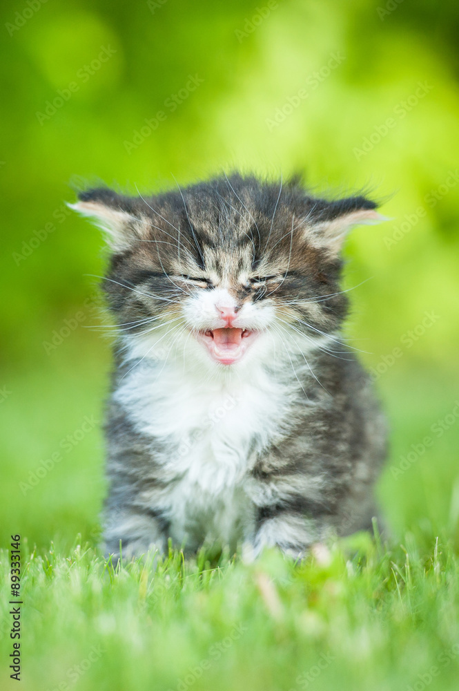 Little tabby kitten meowing Little tabby kitten meowing