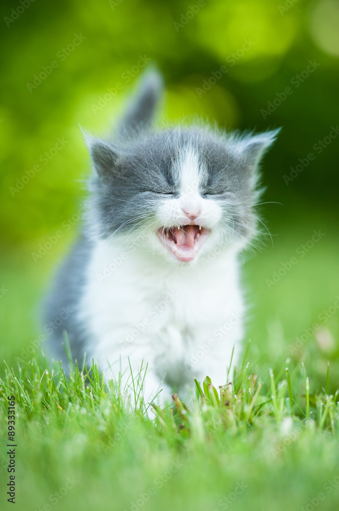 Little grey kitten meowing