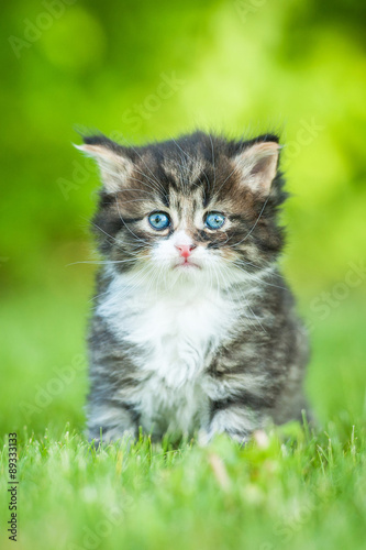 Little tabby kitten sitting outdoors in summer