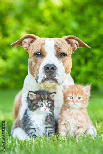 American staffordshire terrier dog with two little kittens