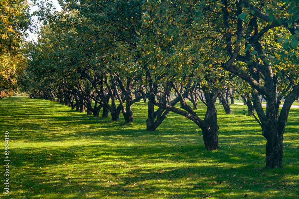 apple and fruit trees 