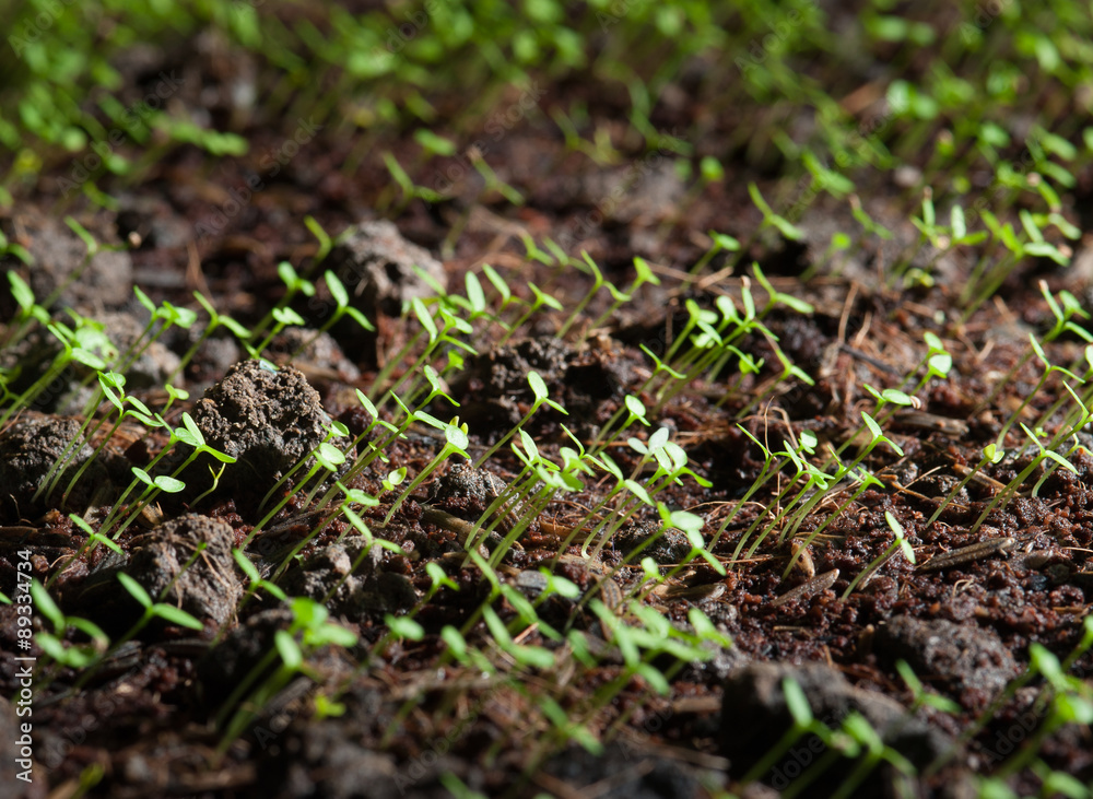 Green seedlings in new life concept Green seedlings in new life concept