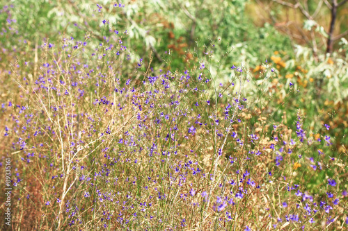 steppe flowers grass soft blurred focus © sabyna75