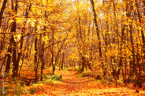 Road in autumn forest