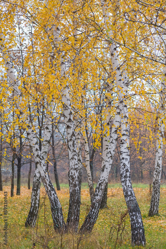 Autumn forest with yellow birches 