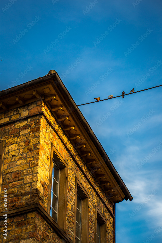 Vögel auf einer Stormleitung in der Abendsonne Vögel auf einer Stormleitung in der Abendsonne