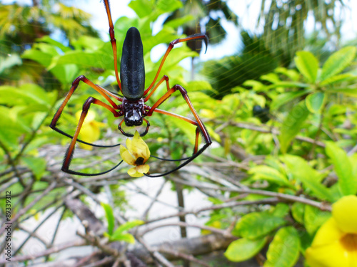 Une araignée sur sa toile photo