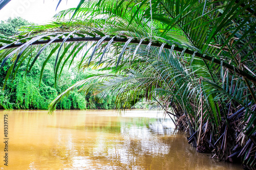 Palm trees and palm fronds along the canal 