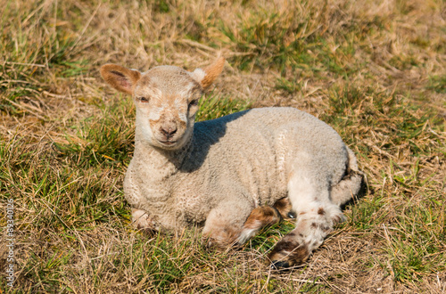 New Zealnd Lamb photo