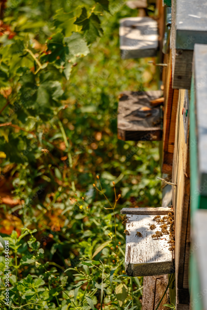 Hives in an apiary with bees flying to the landing boards in a g Hives in an apiary with bees flying to the landing boards in a g