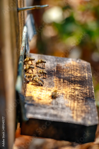 Hive in an apiary with bees flying to the landing board in a gar