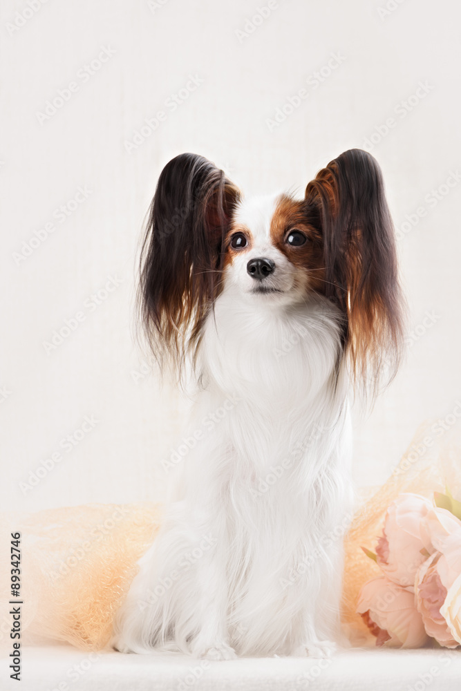 Beautiful continental toy spaniel sitting on the white background Beautiful continental toy spaniel sitting on the white background
