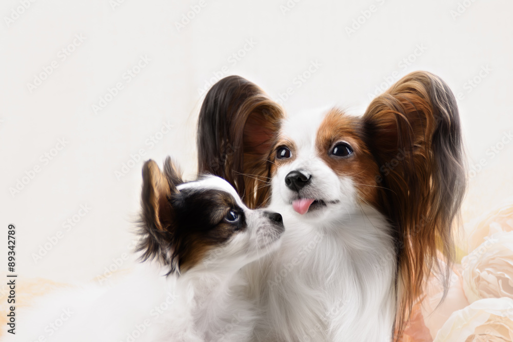 two Papillon dogs mother and her puppy in front of a white background two Papillon dogs mother and her puppy in front of a white background